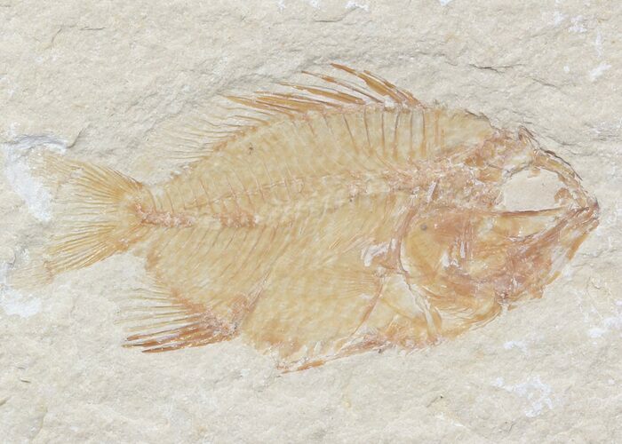 Cretaceous Fish (Stichocentrus) With Shrimp - Lebanon #48529